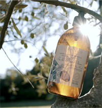 Flytende Såpe Pine & Olive Wood 500ml