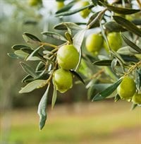 Badeskum & Dusj Italian Olive Oil 700ml