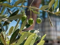 Flytende Såpe Oliven 300ml