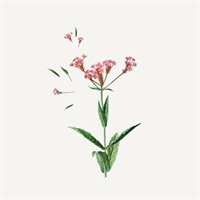 Essentials Dusjgele Verbena 200ml