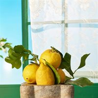 Flytende Såpe Sicilian Lemon 500ml