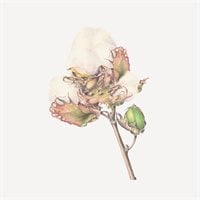 Såpe Cotton Flower 200g