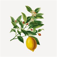 Essentials Dusjgele Provence Frukter 200ml
